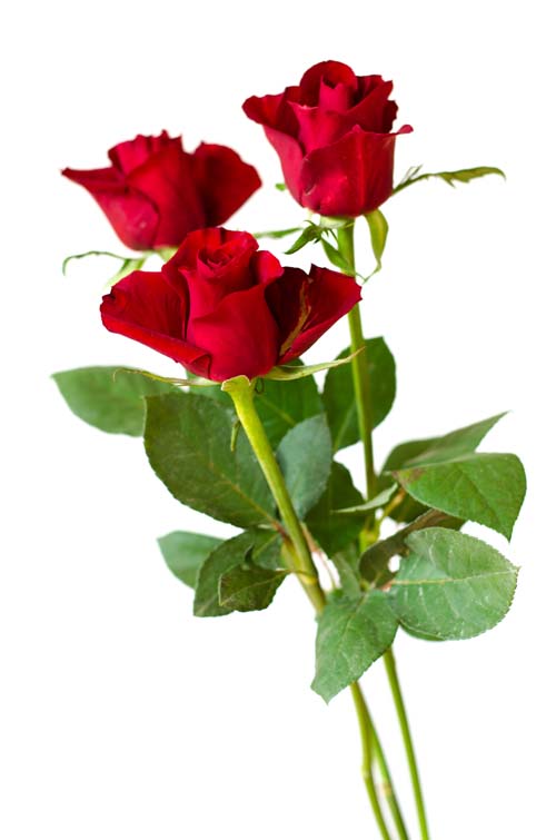 Die Blume der Liebe