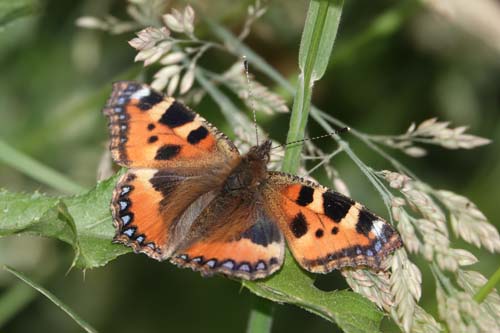 Täglich grüßt der Schmetterling